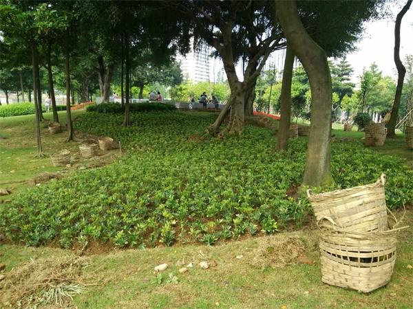 園林綠化養護